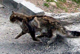 Kanatlı kedi ortadan kayboldu