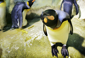 Fok balığından penguene cinsel saldırı