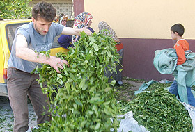 Çay üreticisi en az 1 YTL taban fiyatı istiyor