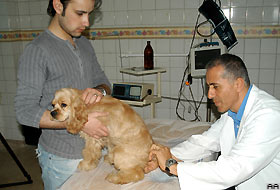 Çift cinsiyetli köpek ameliyat edildi