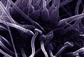 Yapay sperm tartışması İngiltereyi karıştırdı