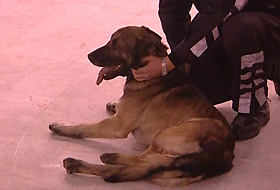 Bomba arama köpeği Mızraka nazar değdi