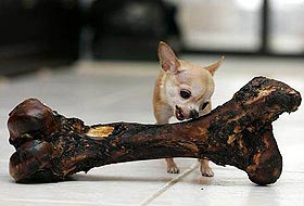 Dünyanın en küçük köpeği 15 santimetre
