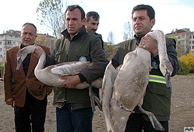 Kuğuları vurmayın