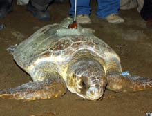 Caretta carettaya uydu takibi
