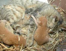 Yavru farelere kedi şefkati