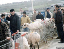 Haram parayla kurbana şartlı vize