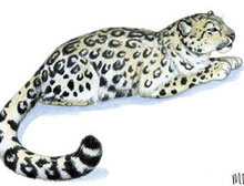Kar leoparları koruma altına alınıyor
