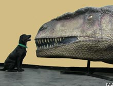 Sürü halinde yaşayan ve avlanan dinozor