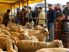 Kurban fiyatları geçen sene ile aynı