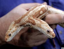 İki başlı albino yılan 150 bin dolara satılık