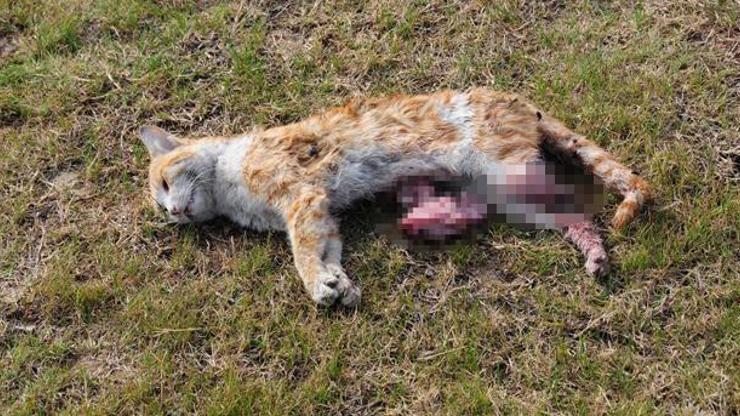 Adanada parçalanmış halde kedi bulundu
