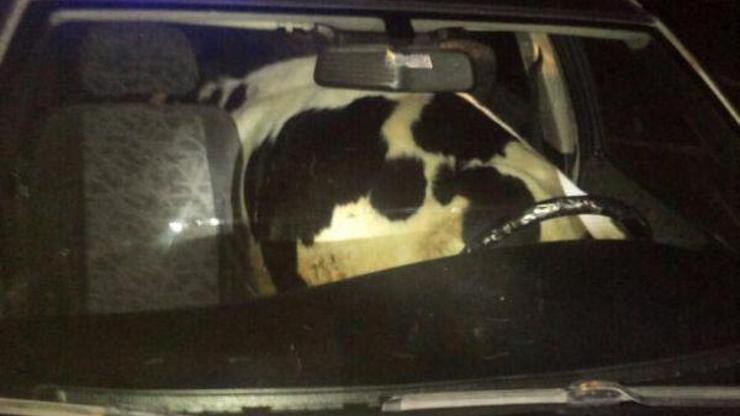 Otomobilden dana çıktı