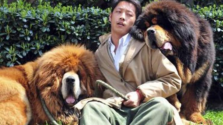 Dünyanın en pahalı köpeği oldu