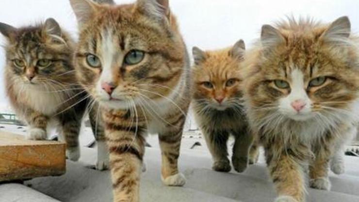 Trafodaki kedi için bakan hakkında suç duyurusu