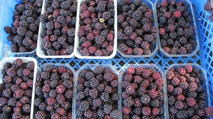 Böğürtlen fiyatıyla üreticiyi sevindirdi