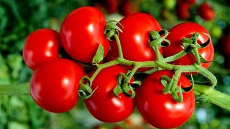 Bakanlıktan yeni GDO açıklaması