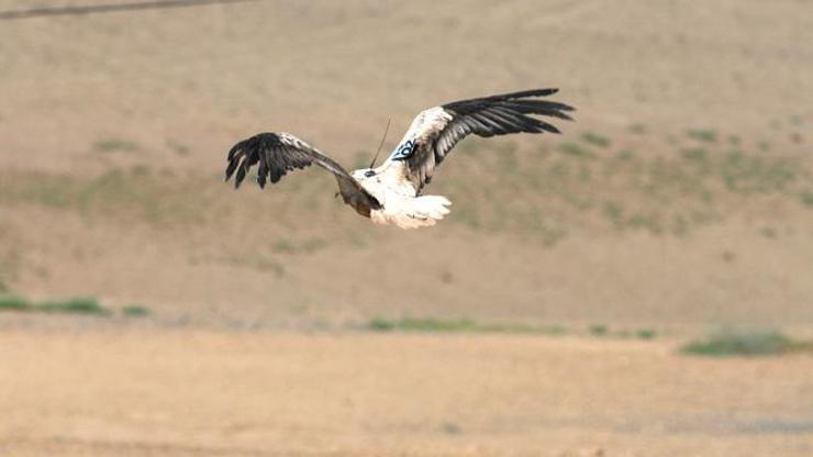 Küçük akbaba 50 bin kilometre uçup, 18 ülke geçti