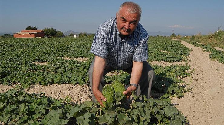 Kırkağaç kavununda rekolde yüksek ama hasat gecikiyor
