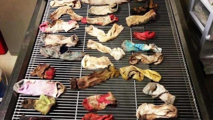 Köpeğin midesinden 43,5 çorap çıktı