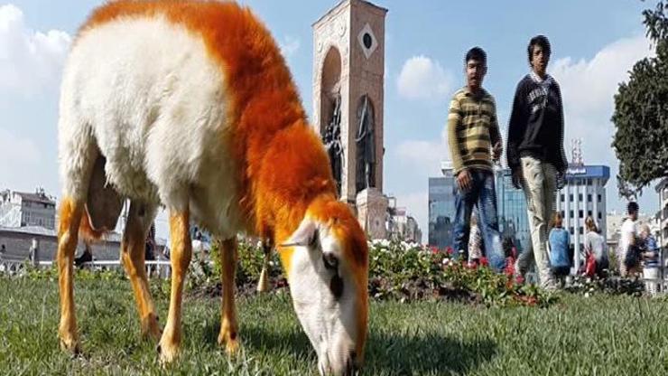Taksimde bir kınalı kuzu...