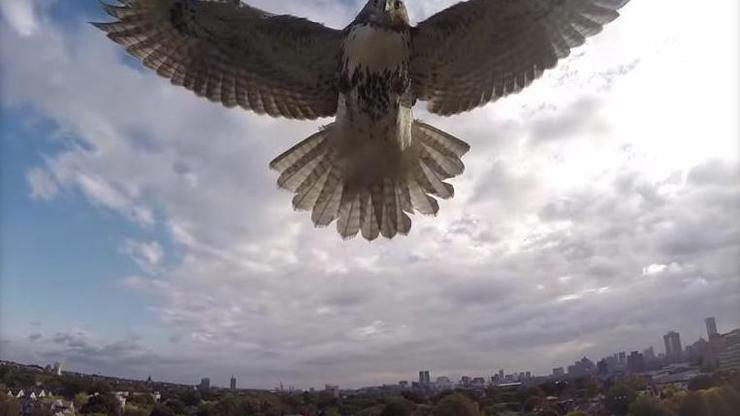 Kızgın şahin droneu düşürdü