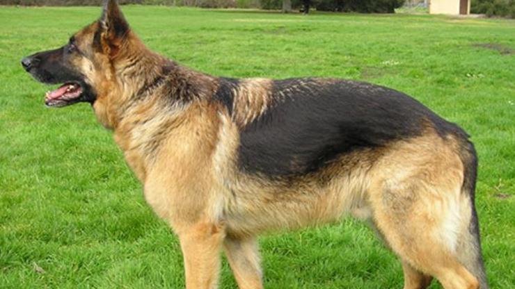 Çatalcada kurt köpekleri güvenlik görevlisini öldürdü