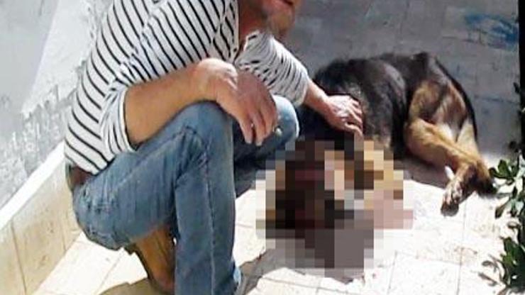 Köpeğinin başına tahra ve kürekle vurarak öldürdü
