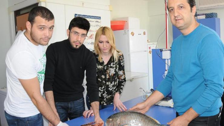 Akdenizdeki zehirli balık türleri artıyor
