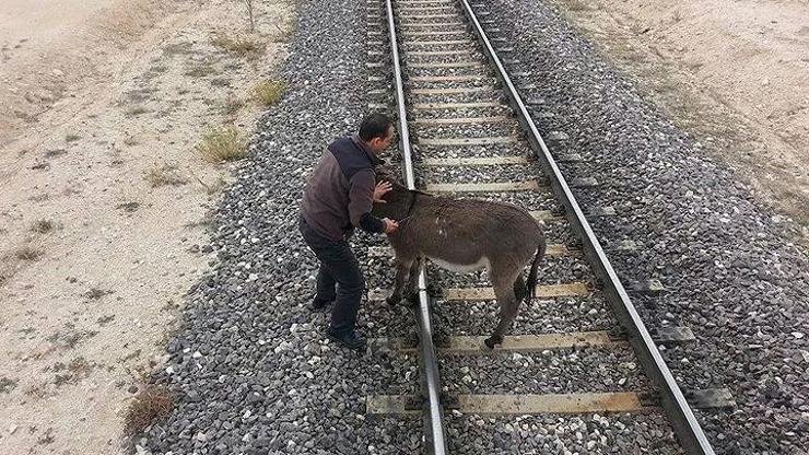 Eşeği raylara bağlayıp ölüme terk ettiler
