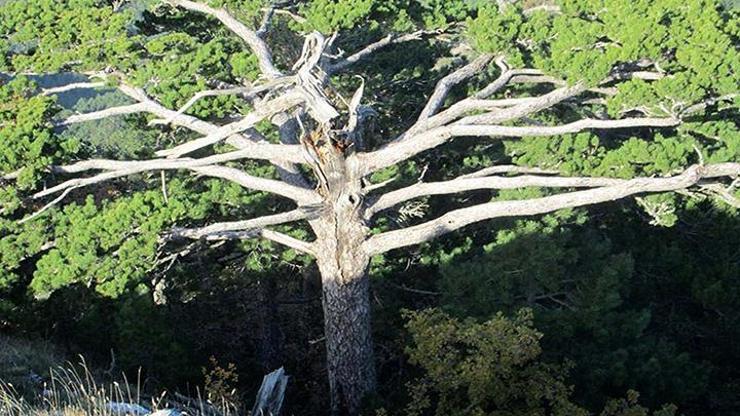 Kazdağlarında 300 yıllık çam ağacı
