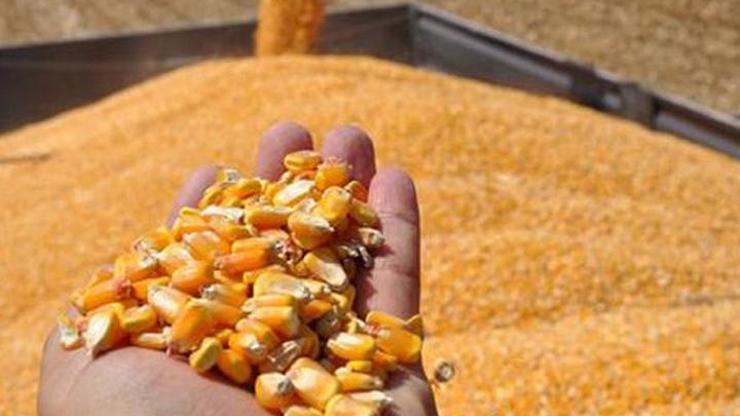 Mersinde 400 ton GDOlu mısır ele geçirildi.