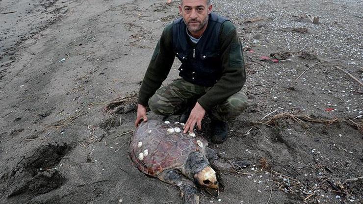 Karacabey sahilinde caretta caretta ölüsü bulundu