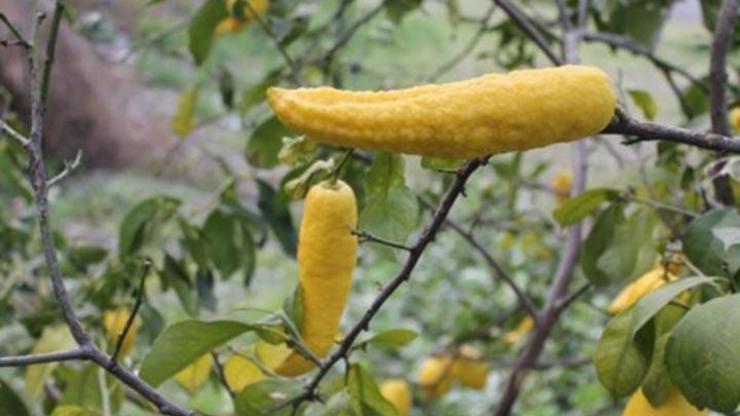 Biber görünümlü limon