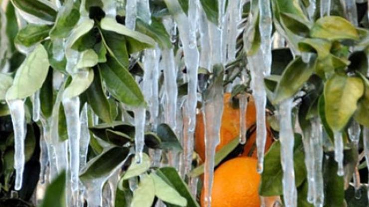 Meteorolojiden zirai don uyarısı