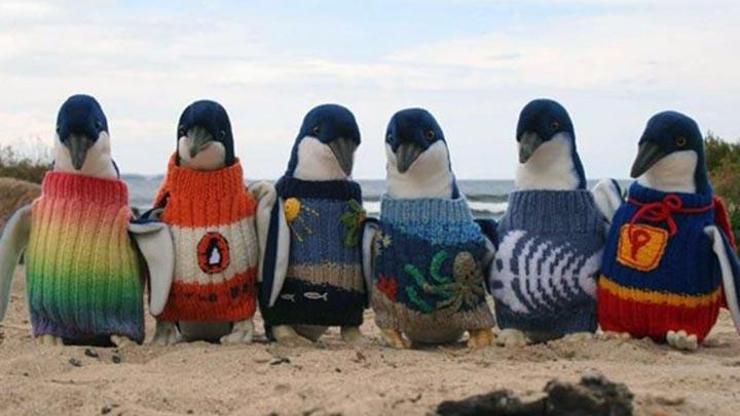 109 yaşında penguenler için kazak örüyor