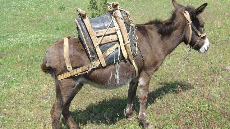 Sevgililer Günü için eşek semeri siparişi
