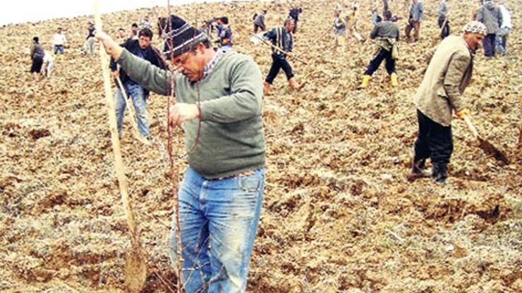 Muhtarlara ‘Sulamadınız ağaçlar kurudu’ cezası