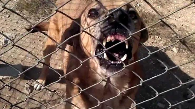 Sokak köpekleri parçaladı iddiası