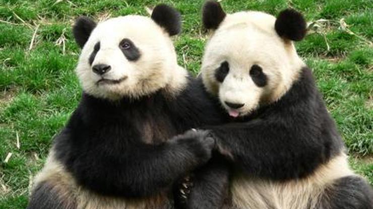 Çinde büyük sevinç: İki panda çiftleşti