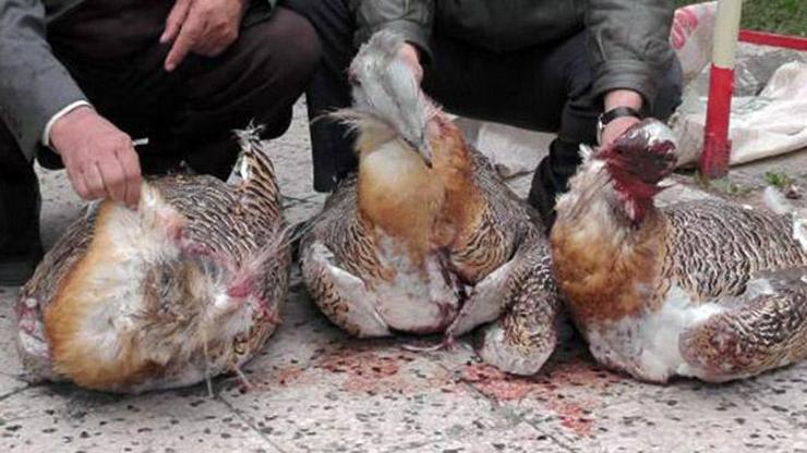 Yolunacak kaz diye öldürdüler