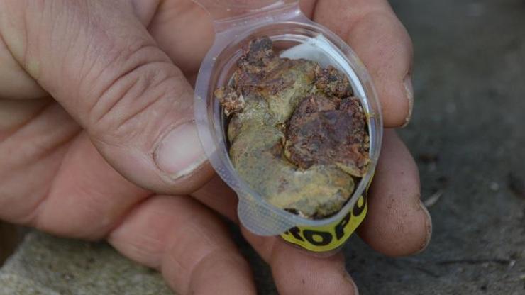 Doğal antibiyotik: Propolis