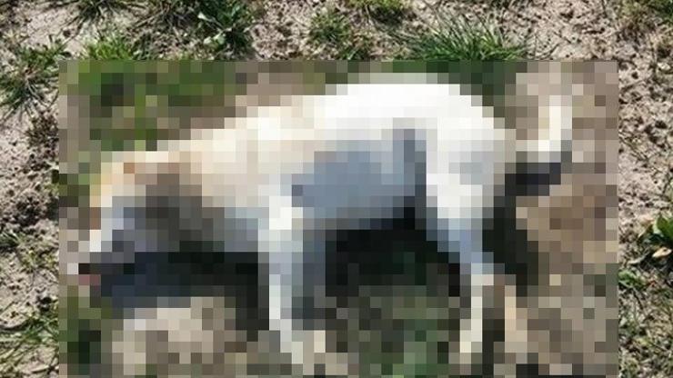 Urlada 11 sokak kedisi ve köpeği zehirlenerek telef oldu
