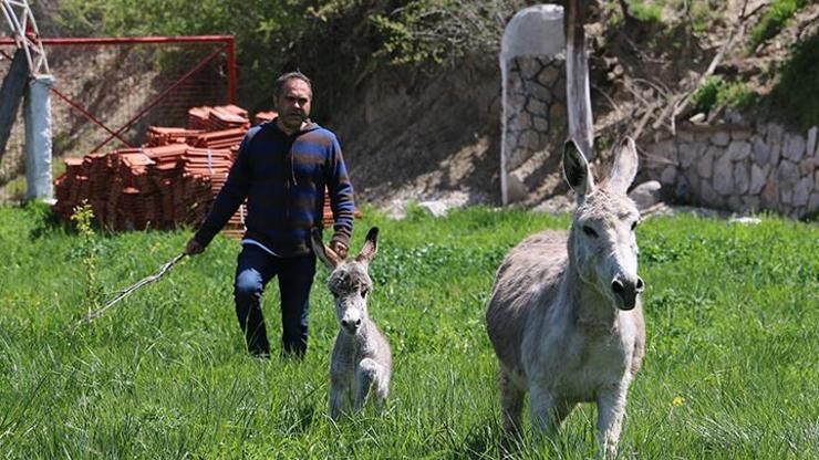 Annesinin sağlığı için eşek çiftliği kurdu