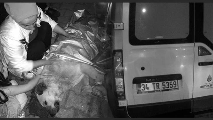 İstanbul Büyükşehir Belediyesine köpek zehirlerken suçüstü