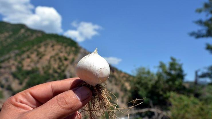 Tunceli sarımsağına dokunan yanacak