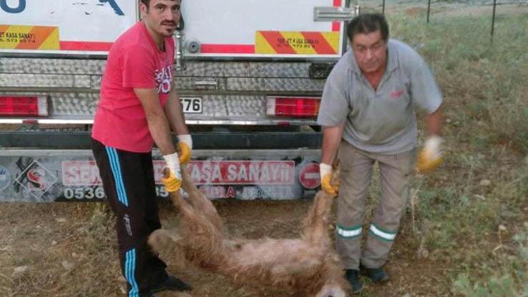 TIRla taşınan köpekler için suç duyurusunda bulunuldu