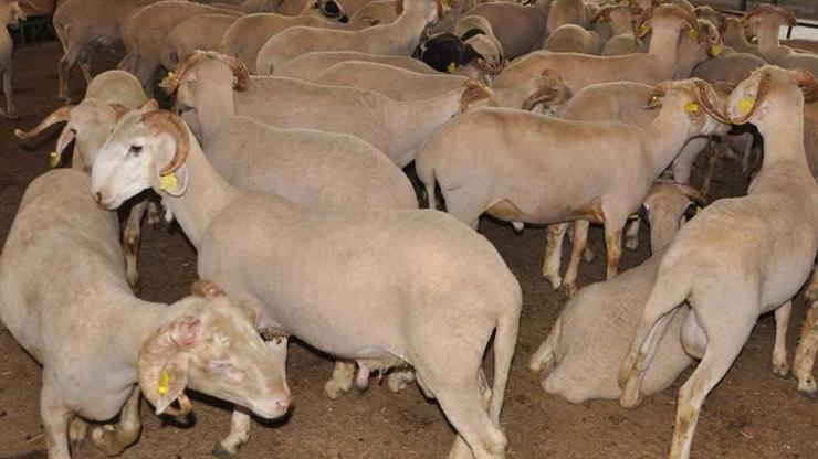 Kurbanlık fiyatlarında terör artışı