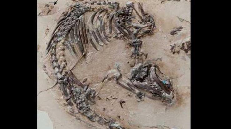 İspanyada 125 milyon yıllık fosil bulundu