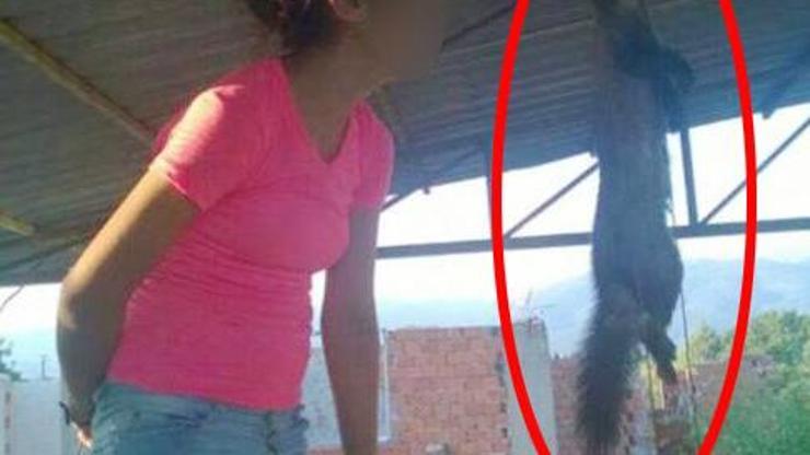 Kediyi tavana astı, fotoğrafı sosyal medyada paylaştı